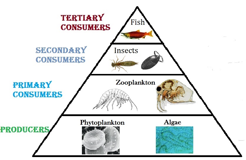 Freshwater Ecosystem Food Pyramid